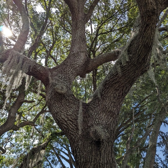 Meet your Posher, Savannah - Picture 8 of 8